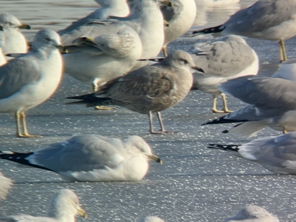 Short-billed Gull - ML610703795