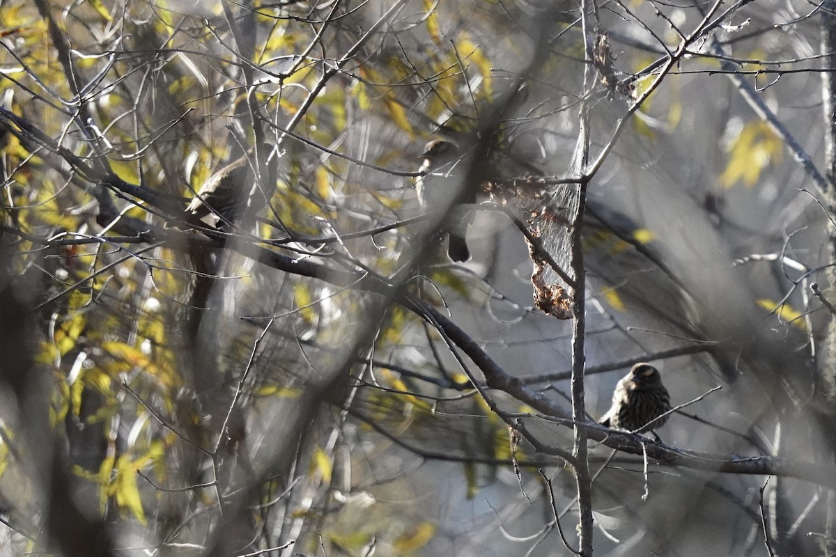 Red-winged Blackbird - ML610703808