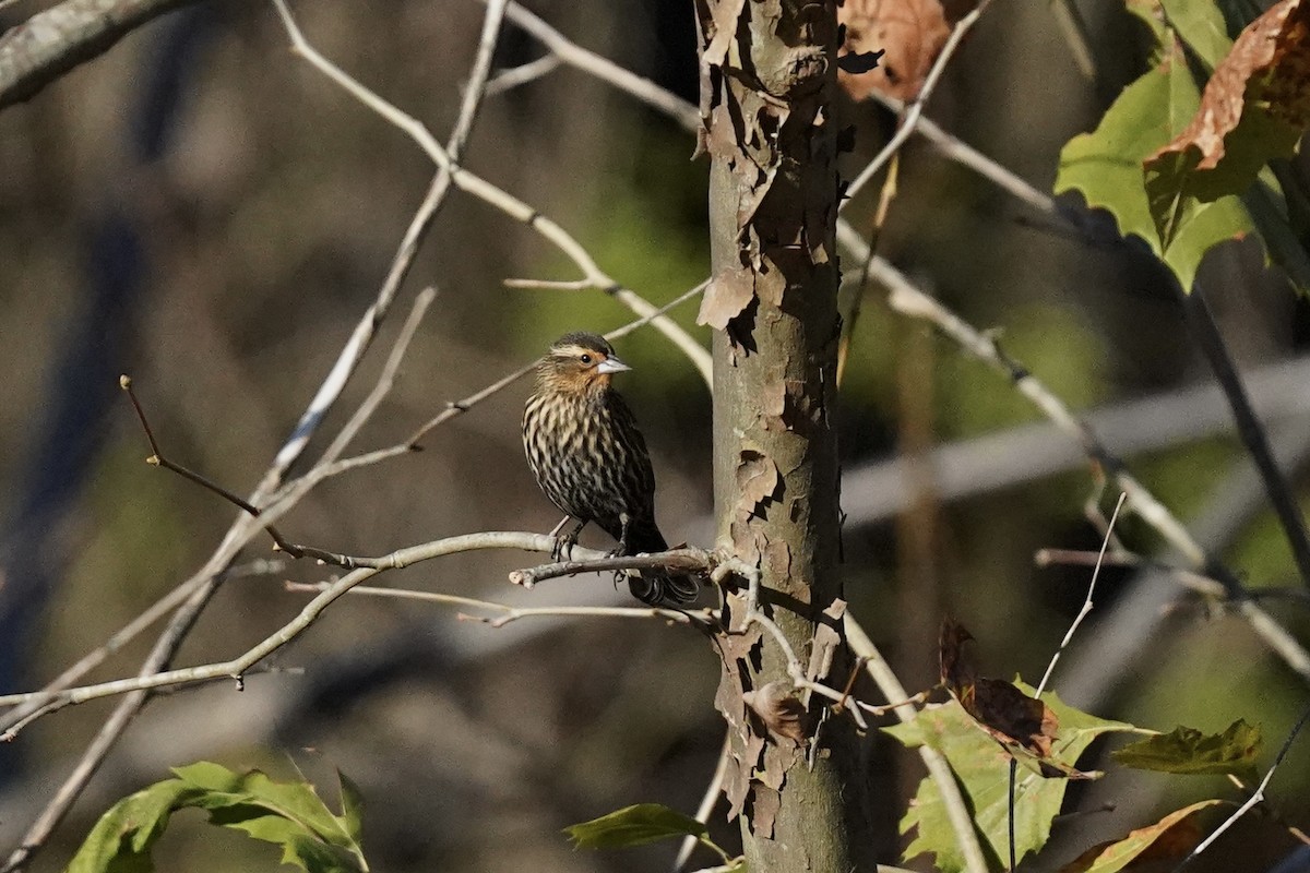 Red-winged Blackbird - ML610703882