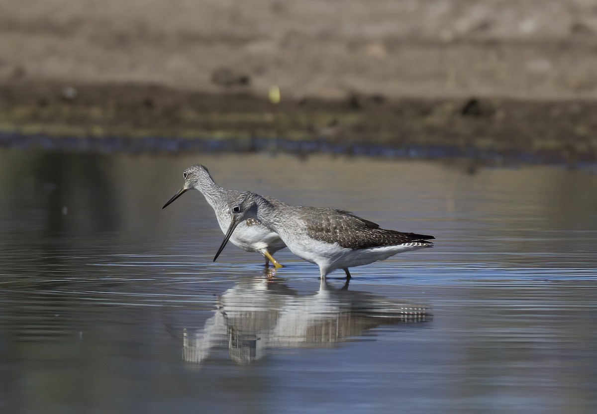 Greater Yellowlegs - ML610703971