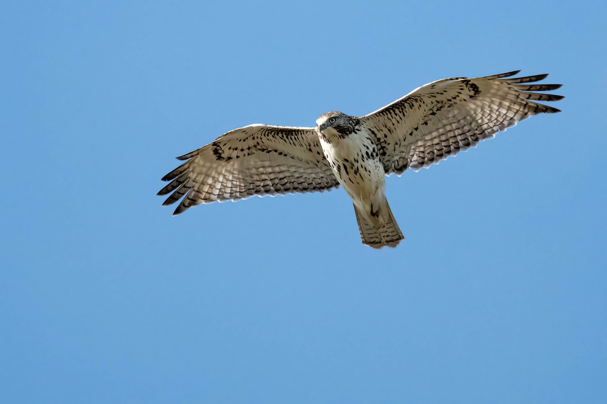 Red-tailed Hawk - Michael Rosen