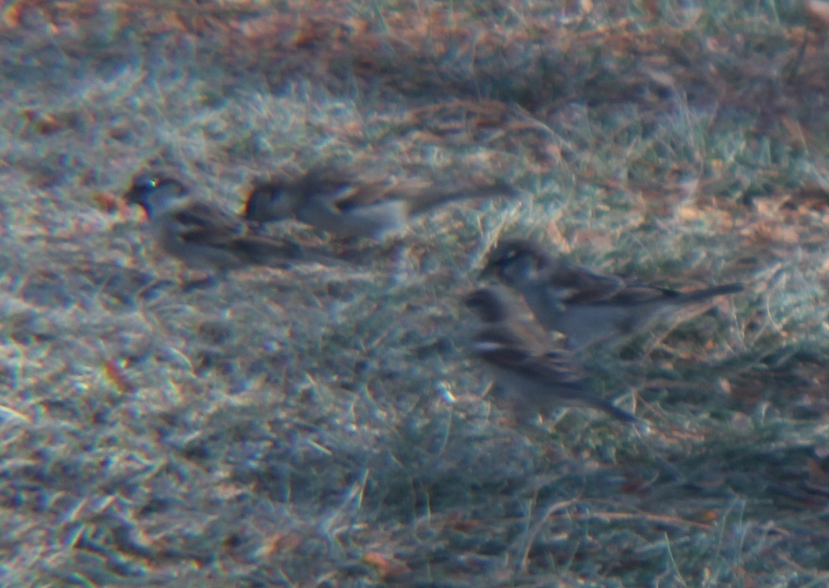 House Sparrow - ML610704236