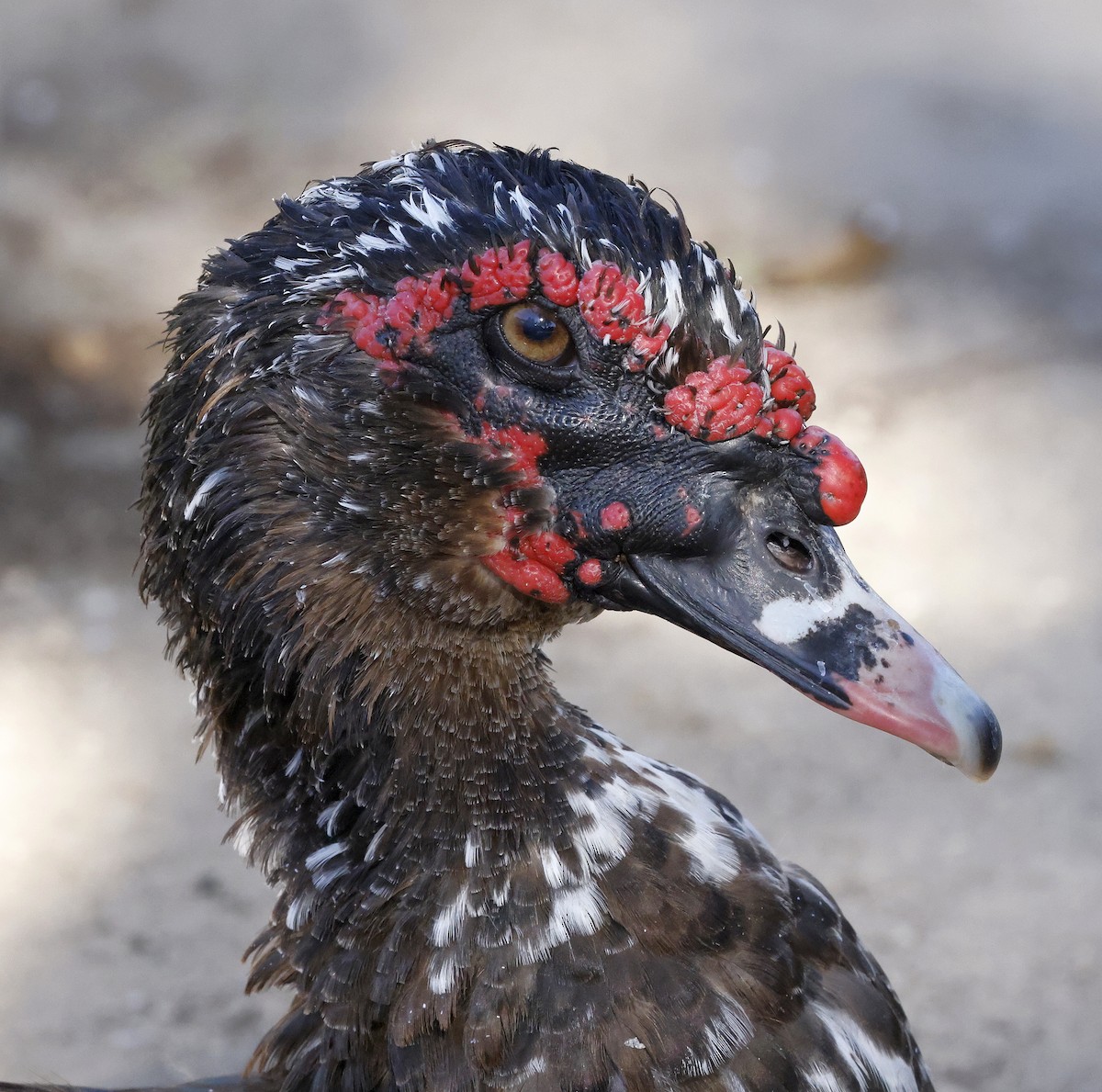 Muscovy Duck (Domestic type) - ML610704325