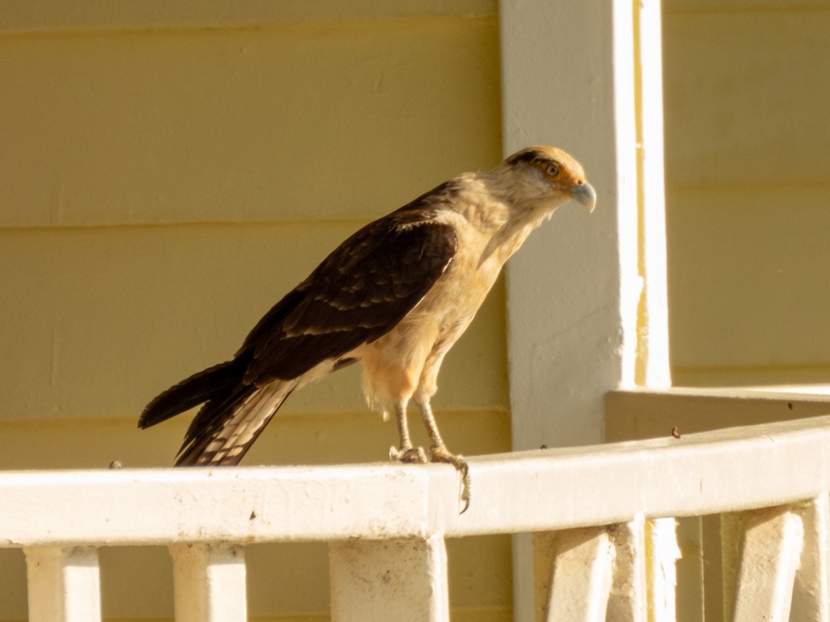 Yellow-headed Caracara - ML610704396