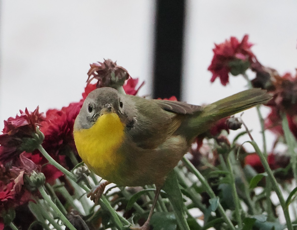 Common Yellowthroat - Jeremiah Blatz