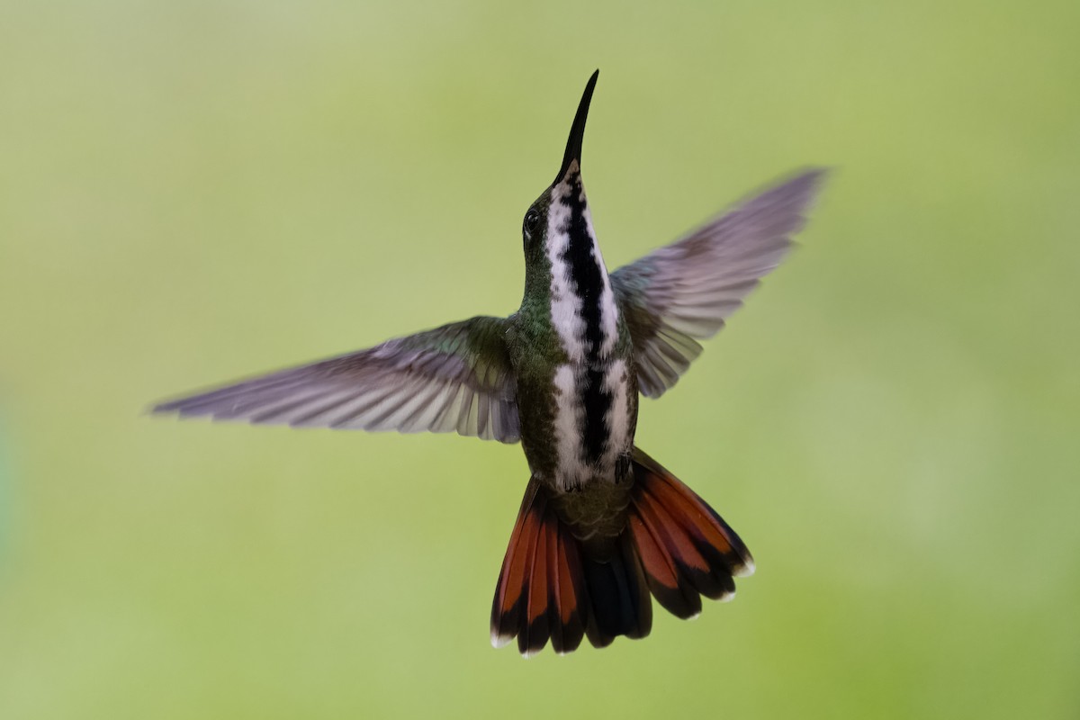 Black-throated Mango - ML610704629