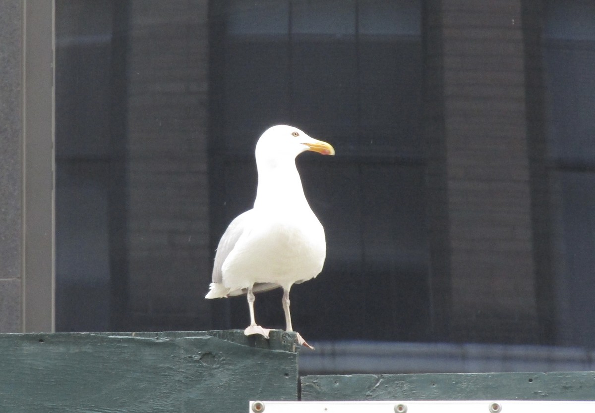 American Herring Gull - ML610704719