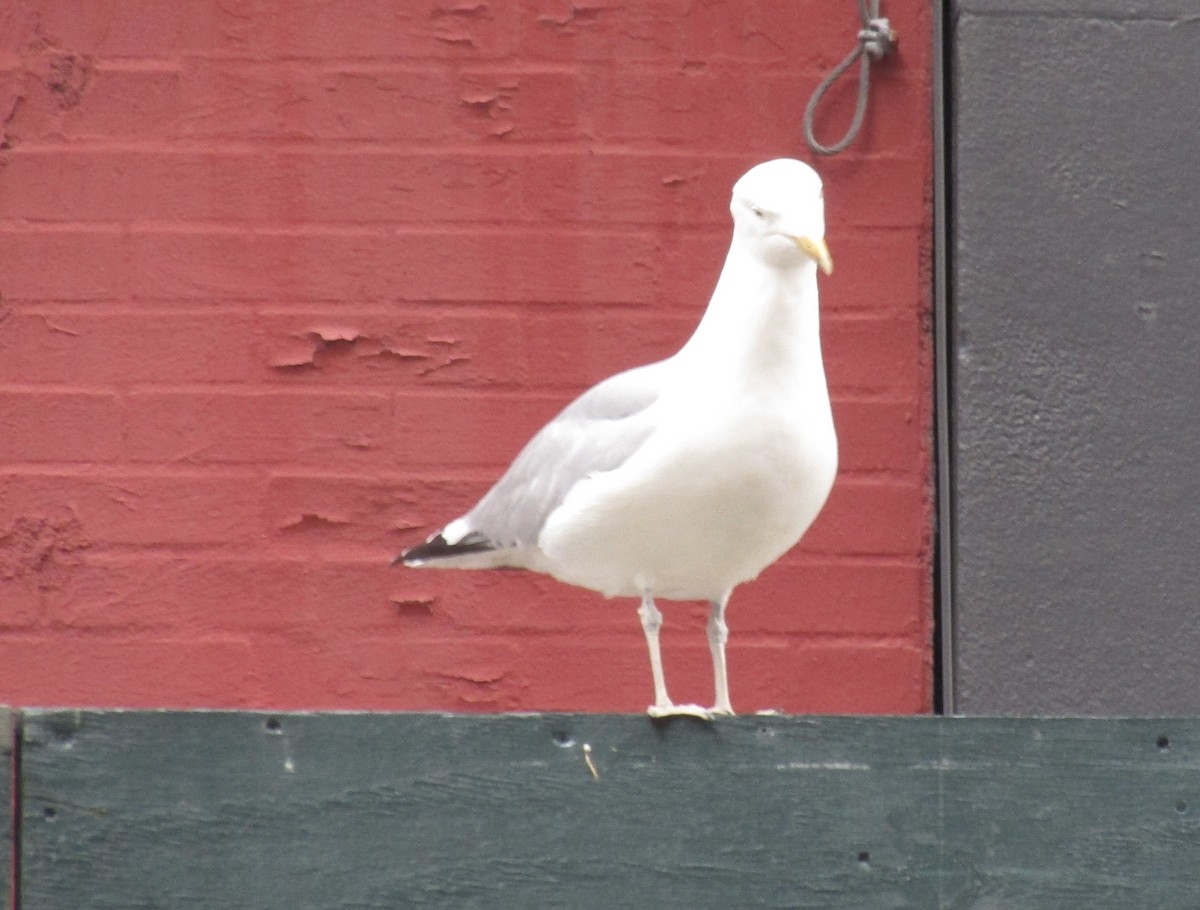 American Herring Gull - ML610704720