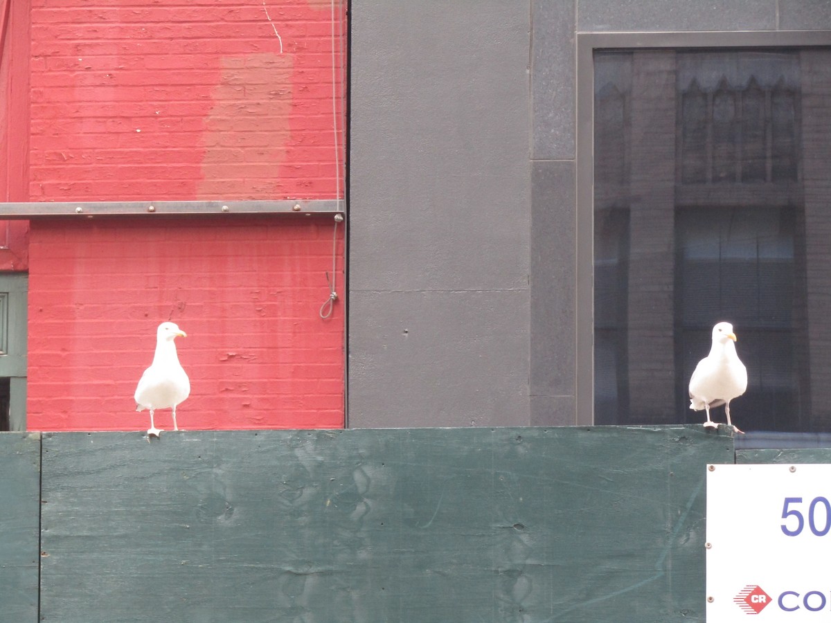 American Herring Gull - ML610704721