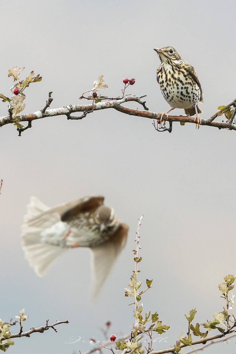 Song Thrush - ML610704772
