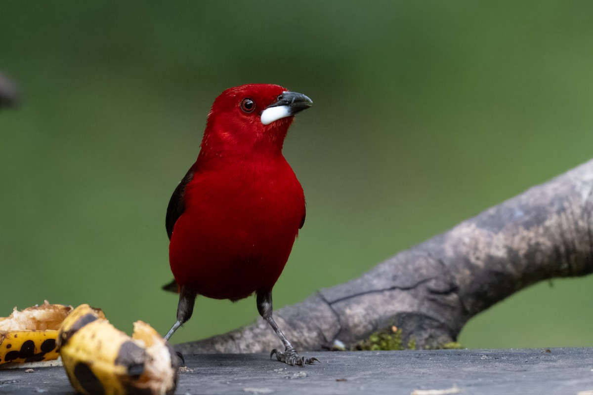 Brazilian Tanager - ML610704776