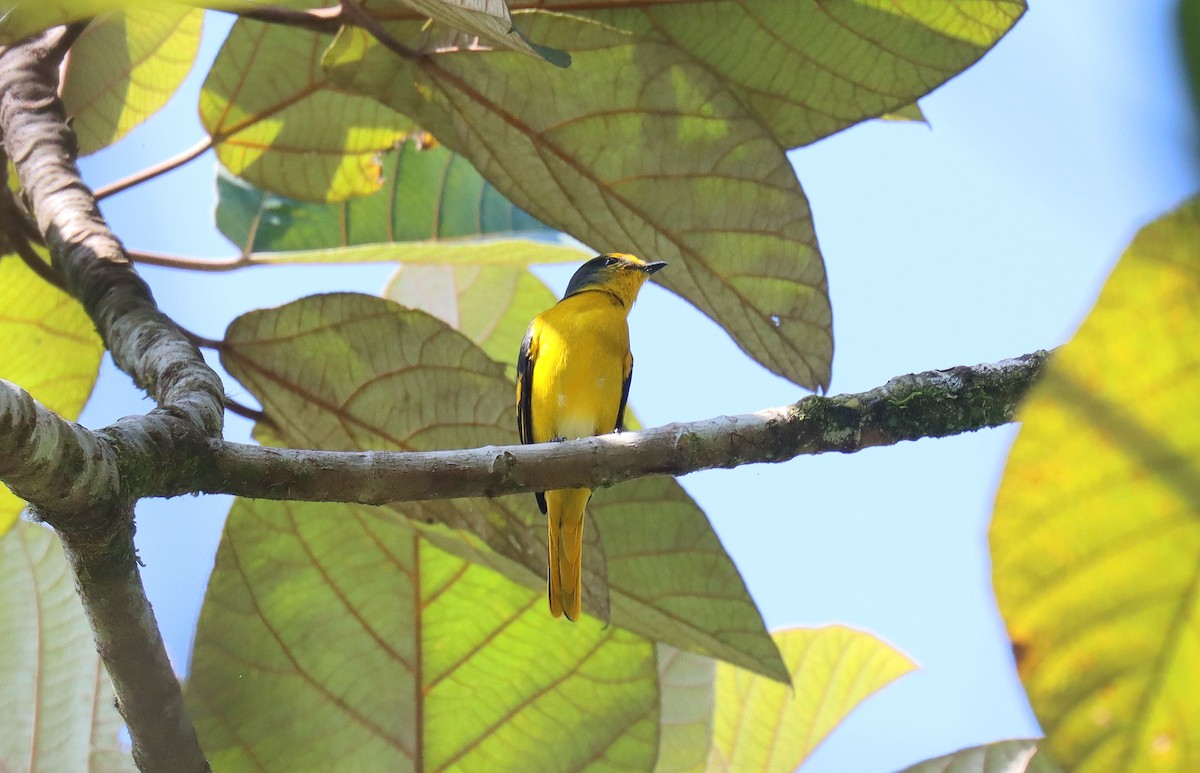 Scarlet Minivet - ML610704929