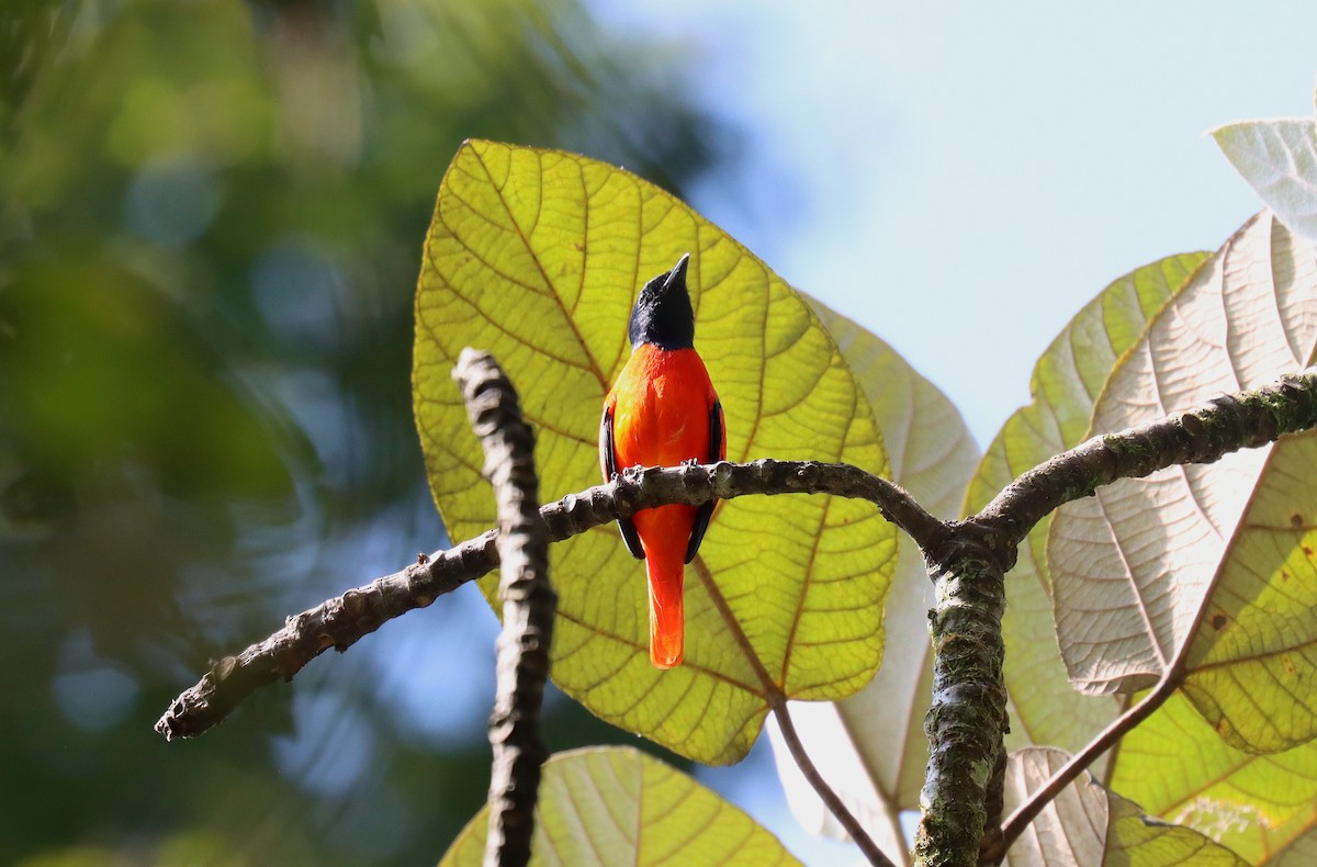 Scarlet Minivet - ML610704930