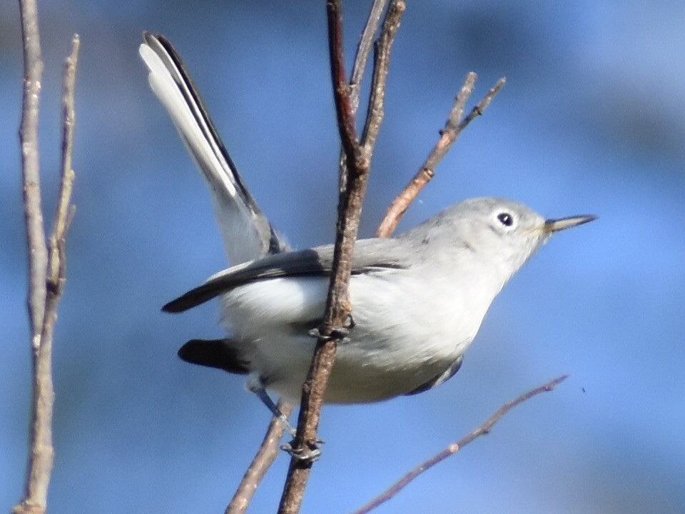 Blue-gray Gnatcatcher - ML610704947