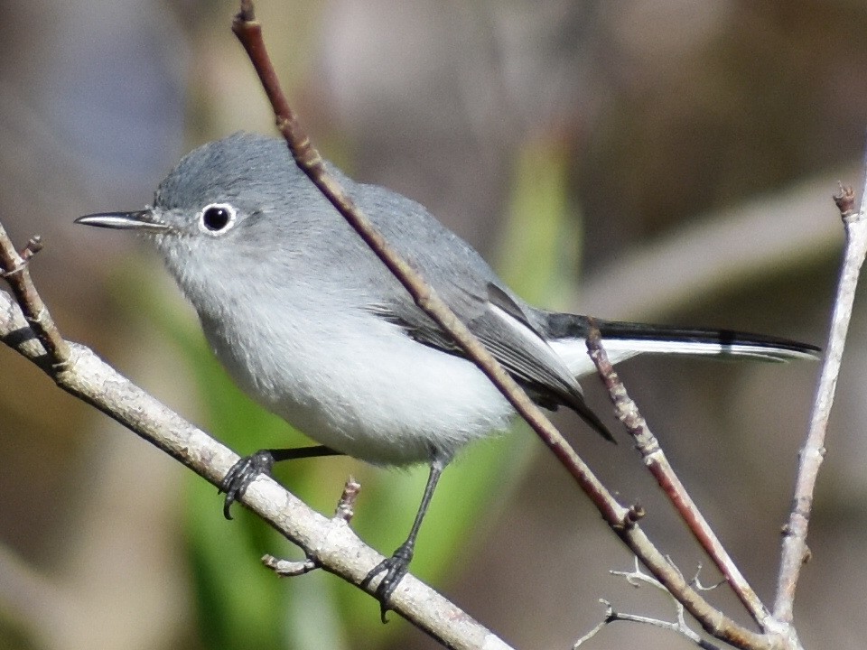 Blue-gray Gnatcatcher - ML610704951