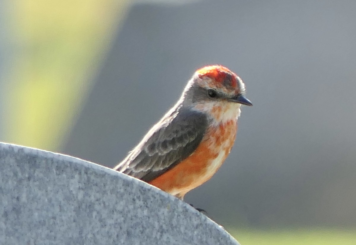 Vermilion Flycatcher - Marc Bierdzinski