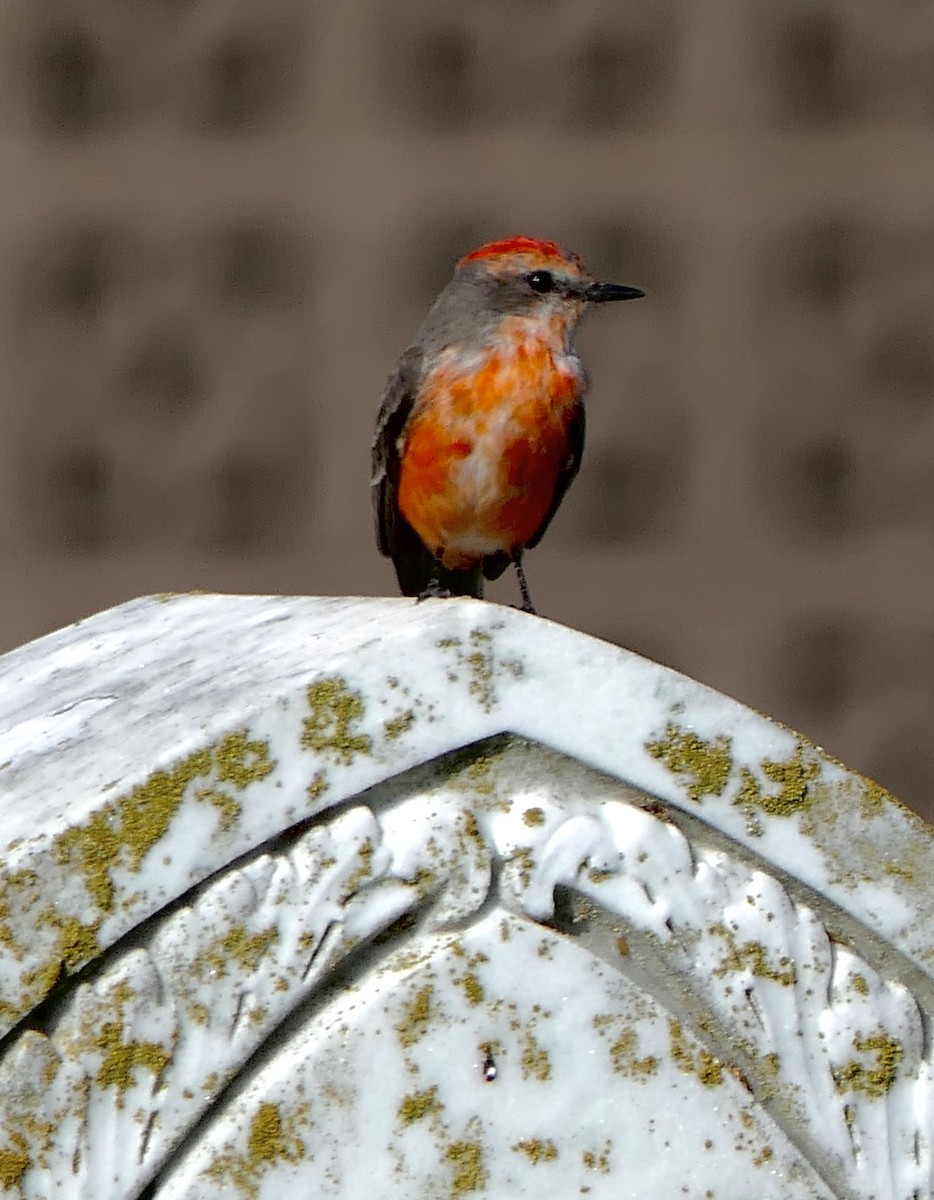 Vermilion Flycatcher - Marc Bierdzinski