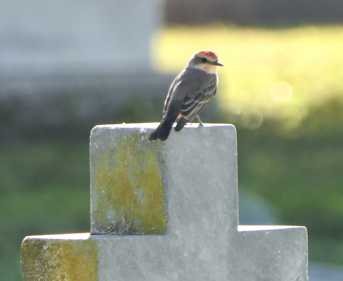 Vermilion Flycatcher - Marc Bierdzinski