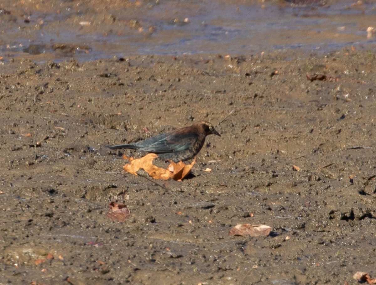 Rusty Blackbird - ML610705020