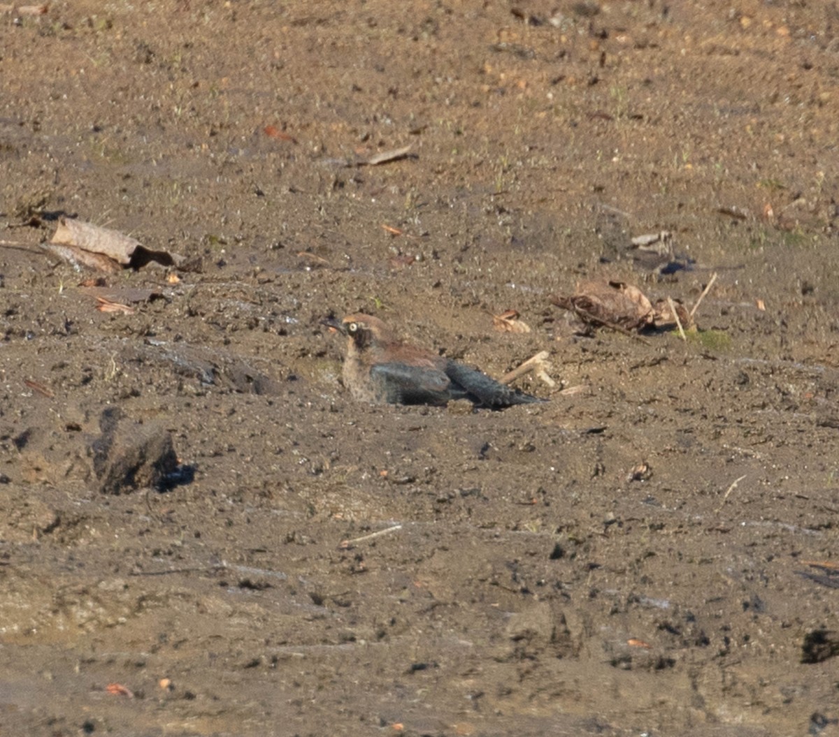 Rusty Blackbird - ML610705021