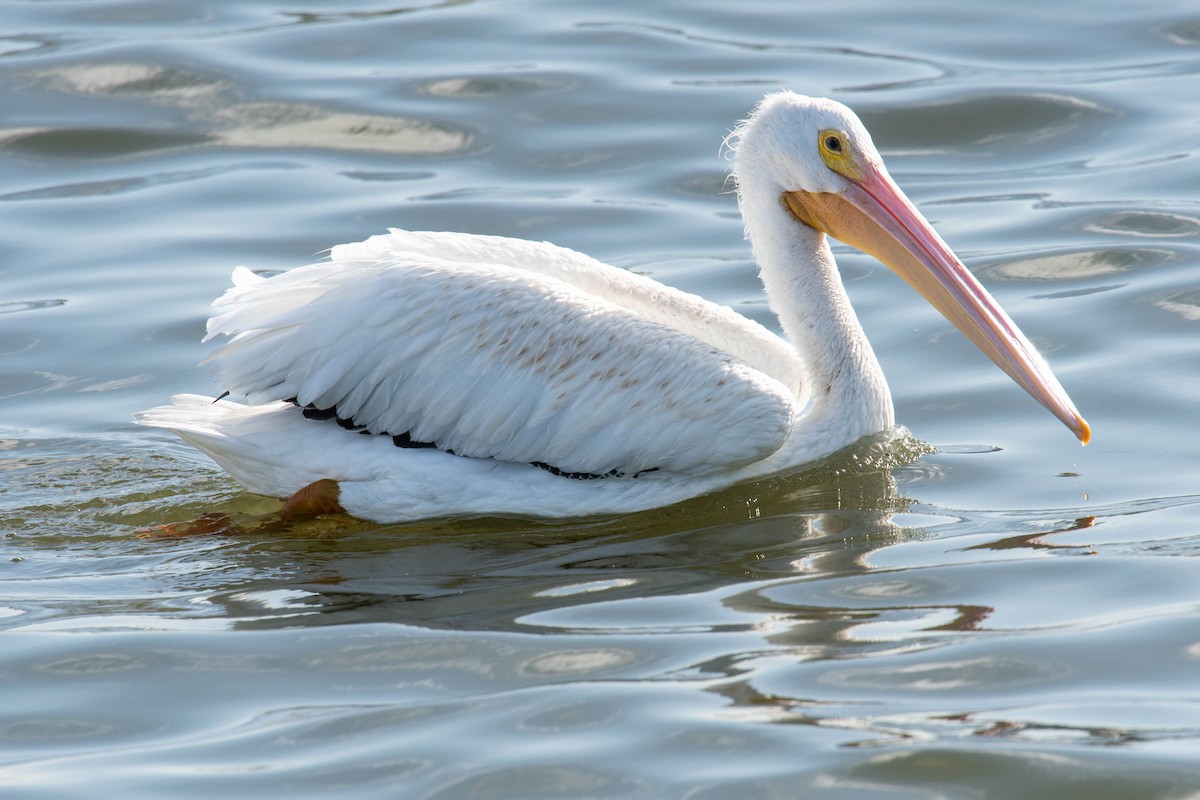 American White Pelican - Philip Robinson