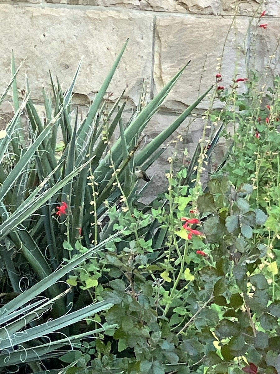 Broad-tailed Hummingbird - ML610705036