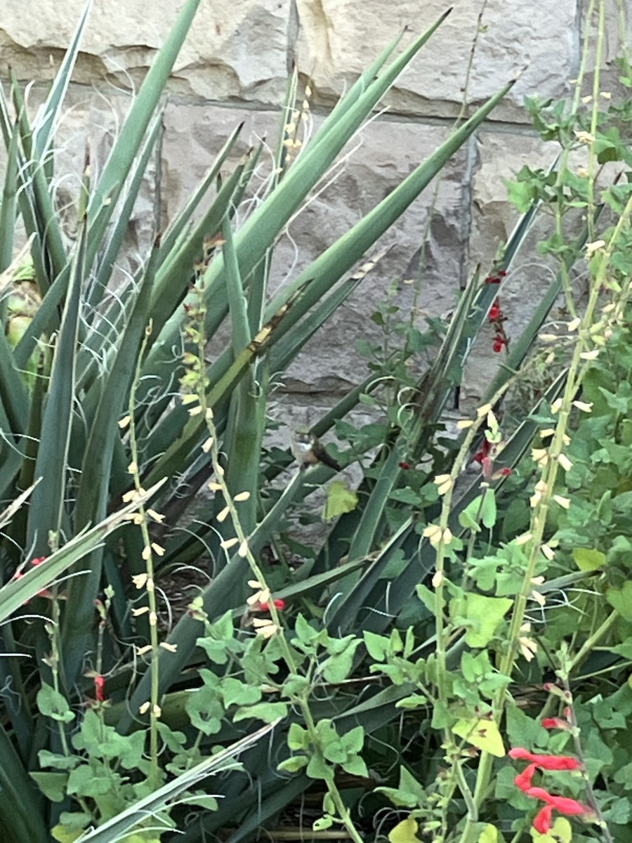 Broad-tailed Hummingbird - ML610705037