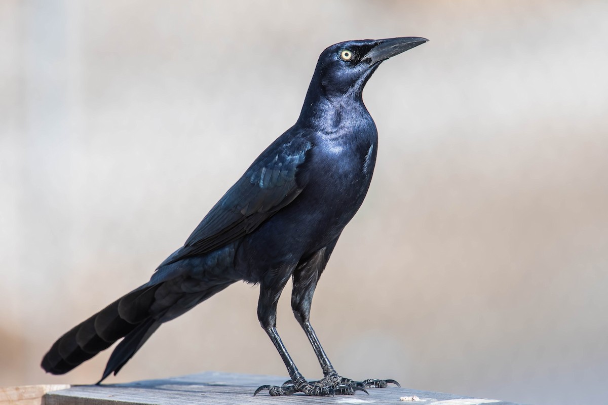 Great-tailed Grackle - Philip Robinson