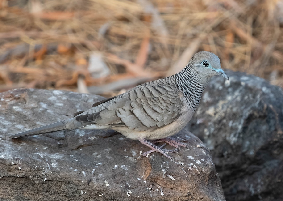 Peaceful Dove - ML610705086