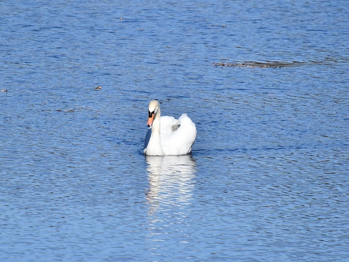 Canada Goose - ML610705127