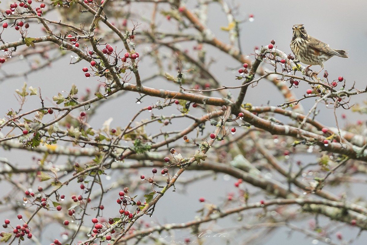 Redwing - ML610705161