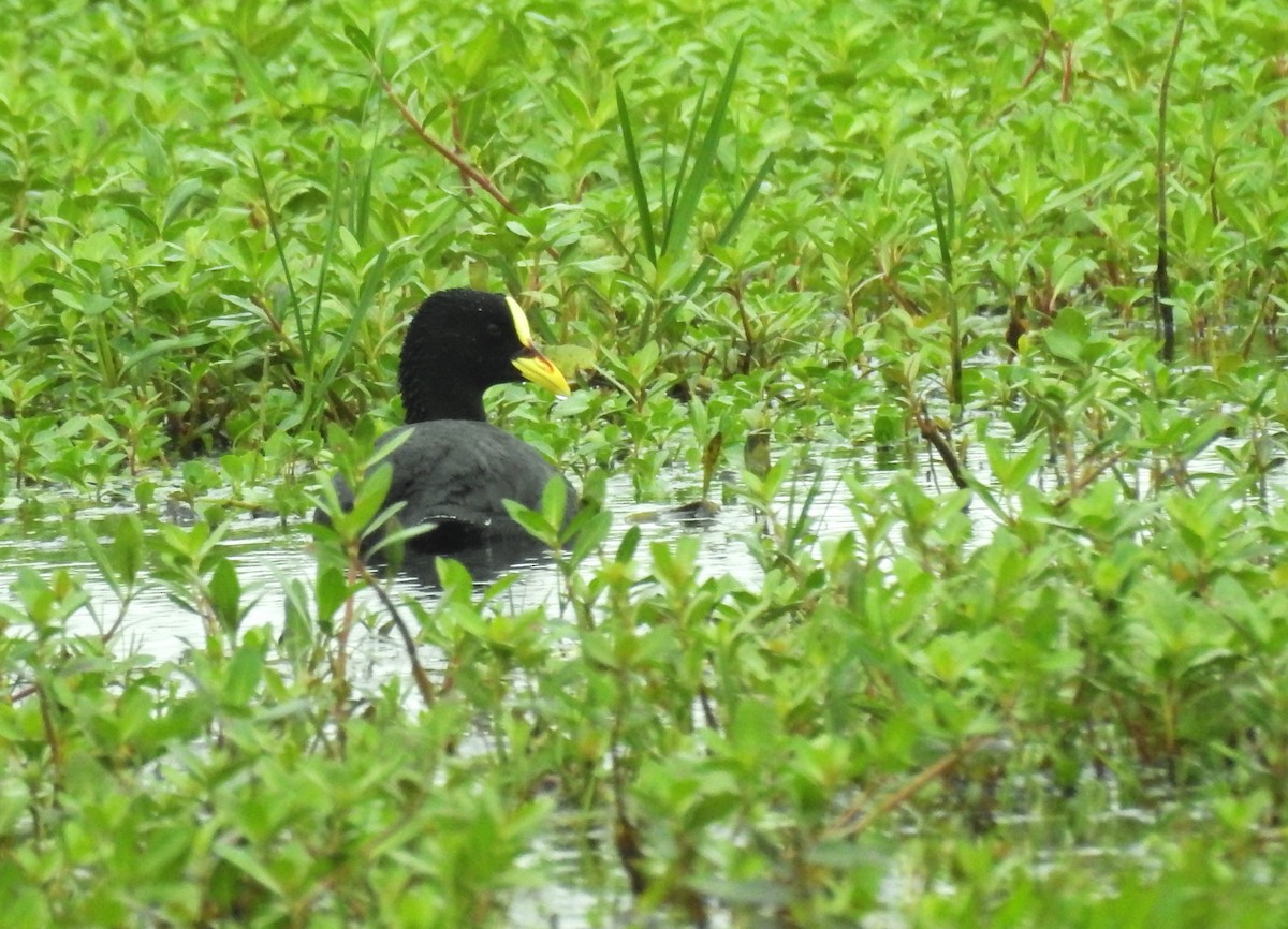 Red-gartered Coot - ML610705171