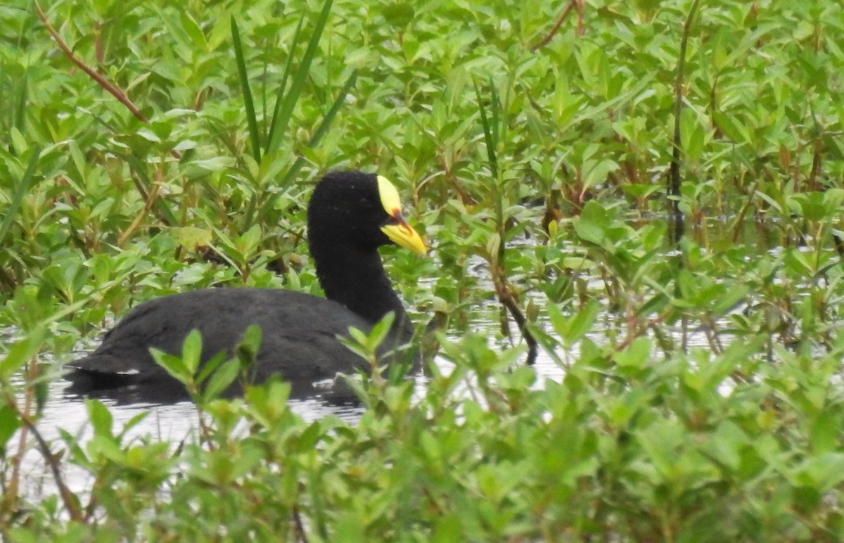 Red-gartered Coot - ML610705172