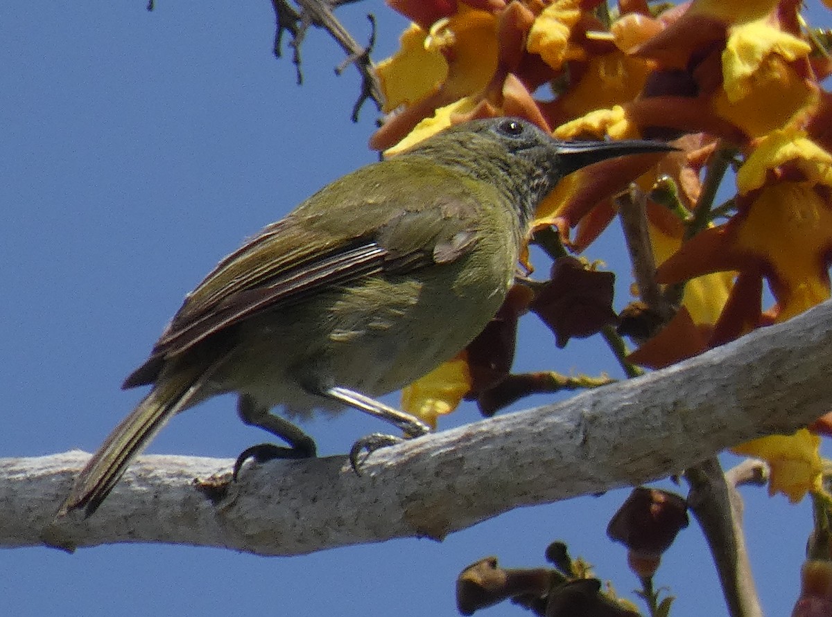 Sunda Honeyeater - ML610705183