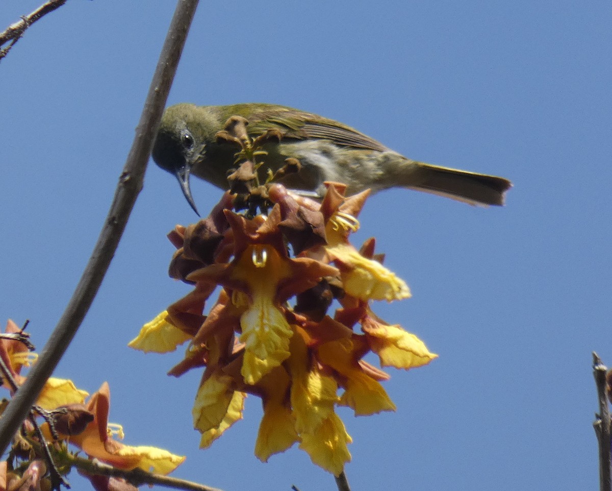 Sunda Honeyeater - River Ahlquist