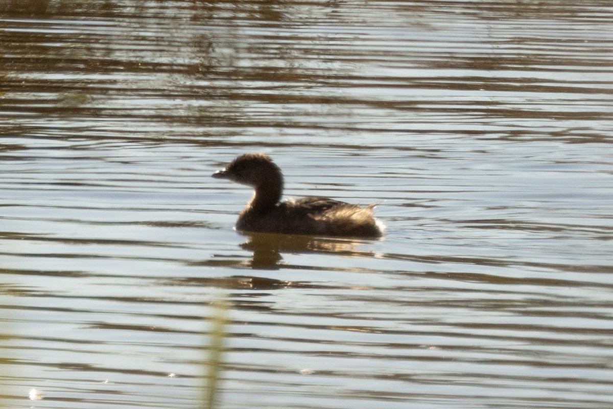 Pied-billed Grebe - ML610705218