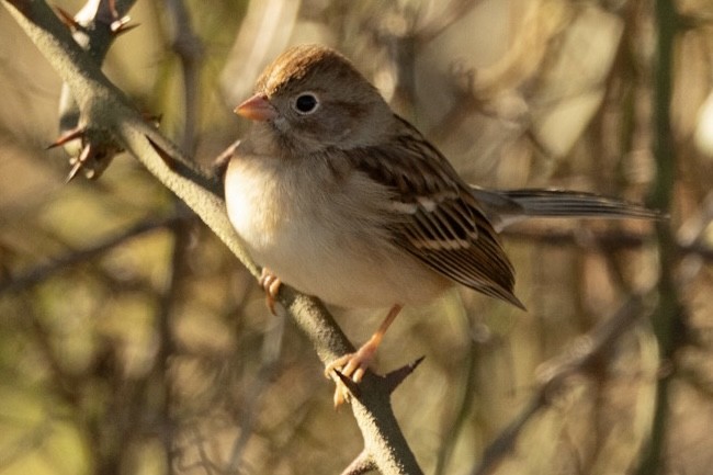 Field Sparrow - ML610705295