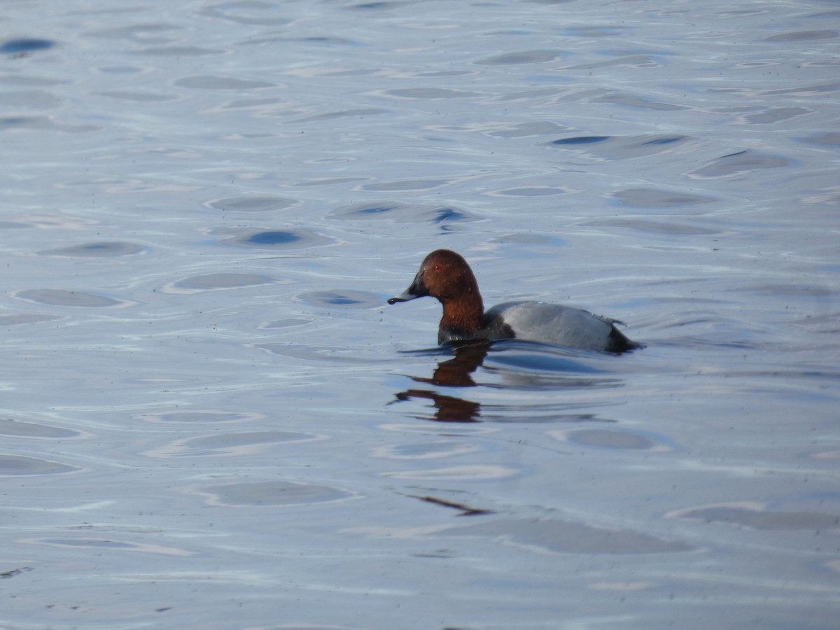 Common Pochard - Lukas Le Grice