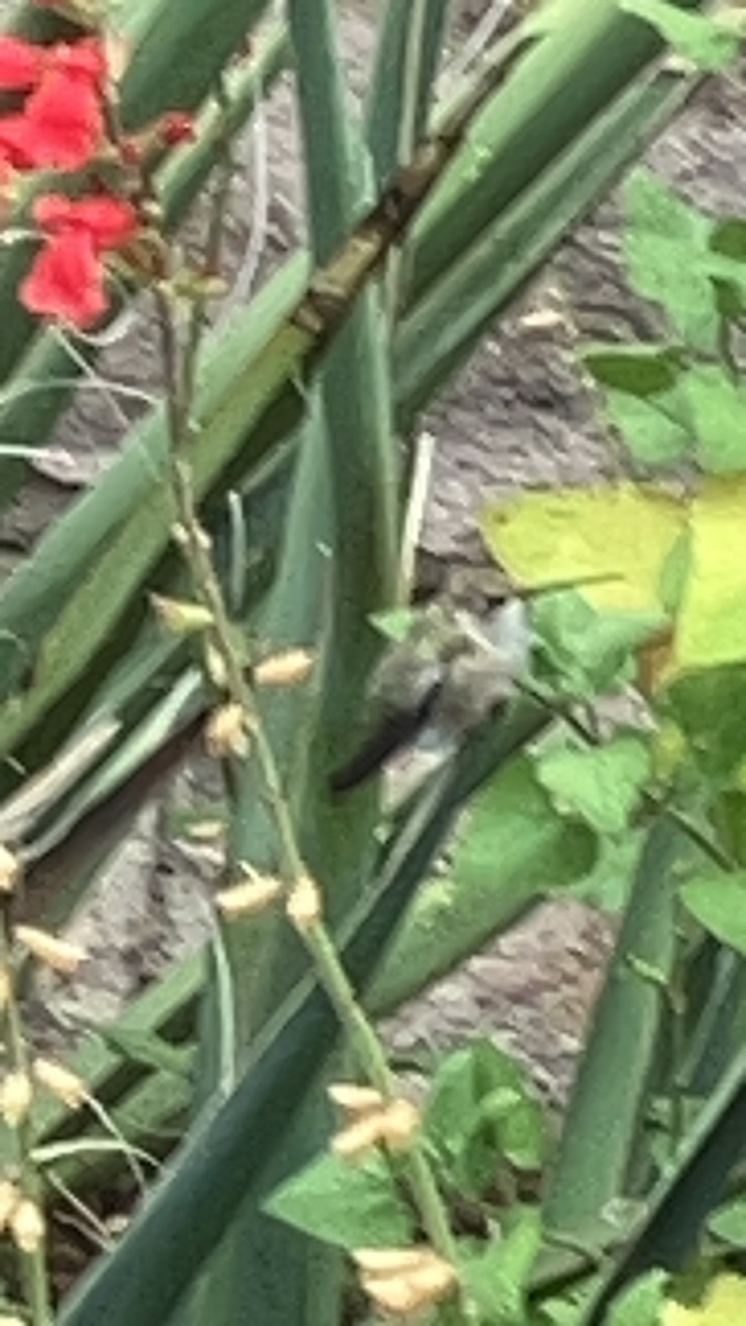 Black-chinned Hummingbird - ML610705300
