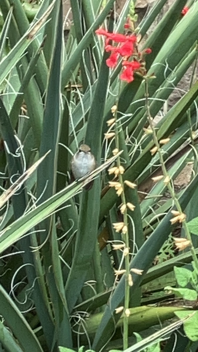 Black-chinned Hummingbird - ML610705301