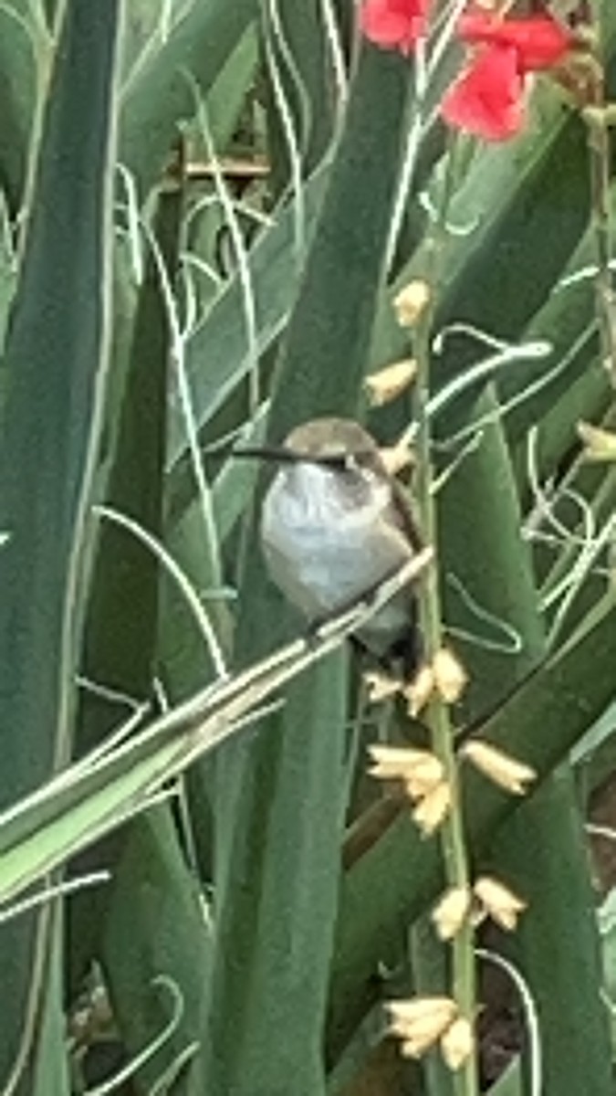 Black-chinned Hummingbird - ML610705302