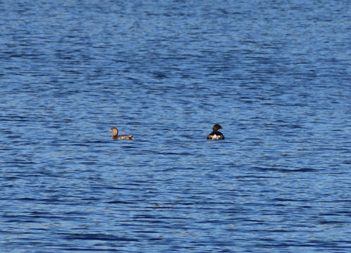 Pied-billed Grebe - ML610705315