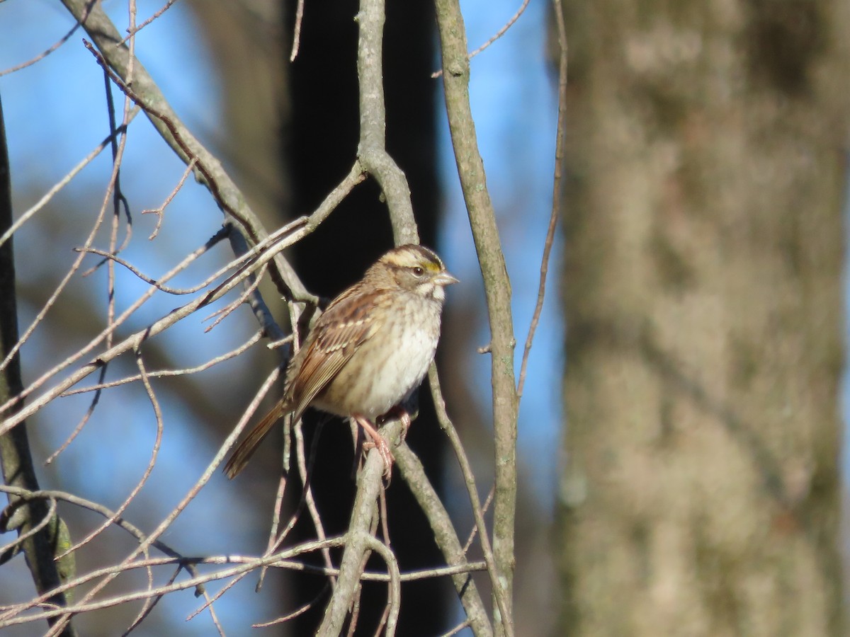 White-throated Sparrow - Kim Springer