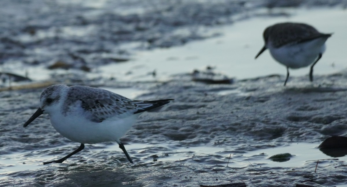 Western Sandpiper - John McCallister