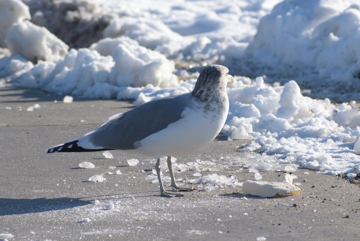 California Gull - ML610705479