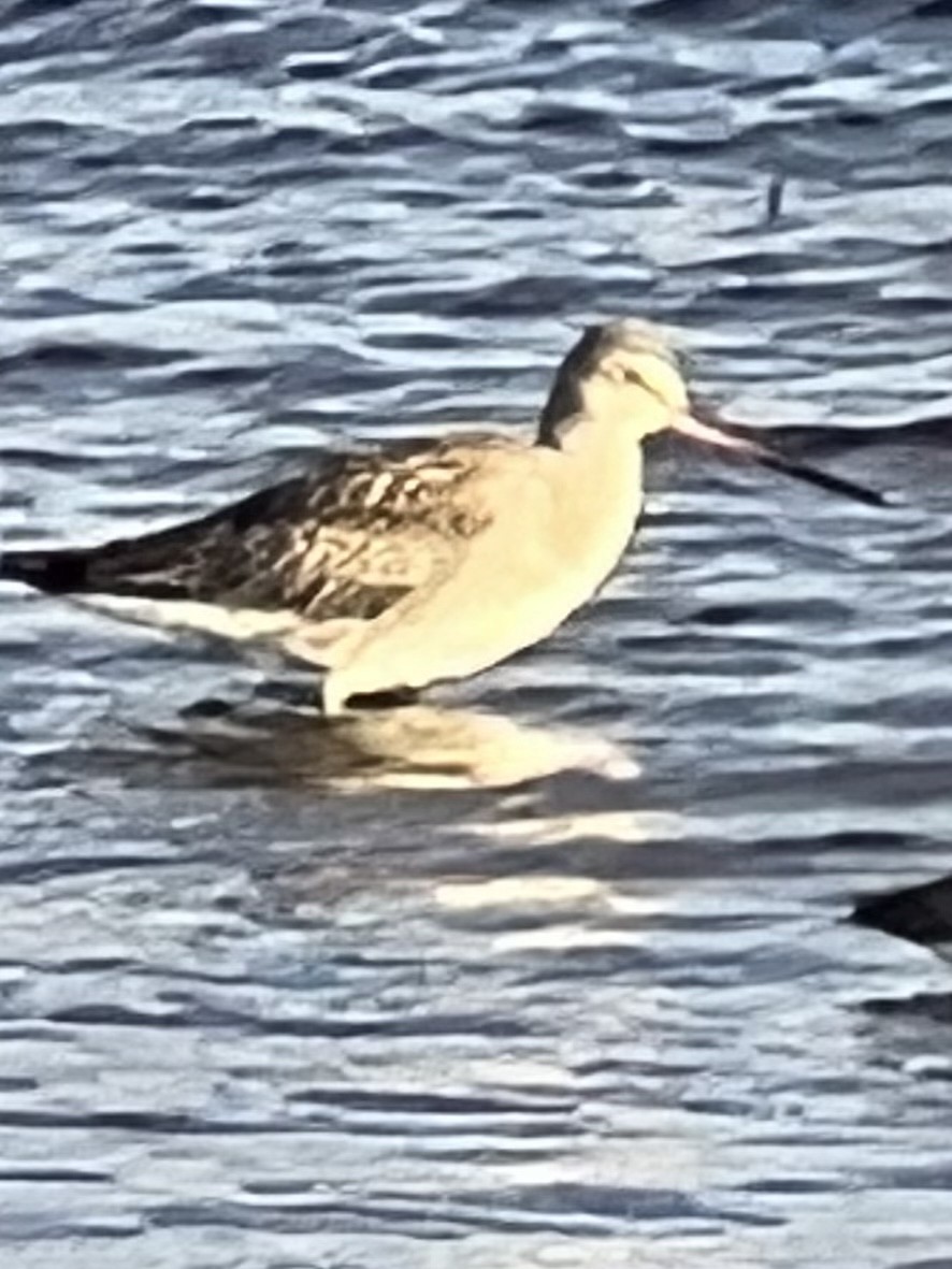 Hudsonian Godwit - ML610705504