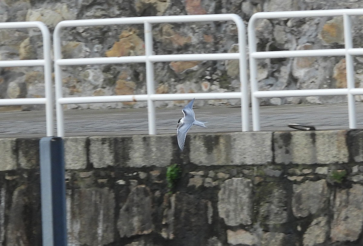 Эгэл хараалай - ML610705549