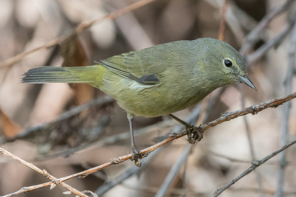 Orange-crowned Warbler - ML610705602