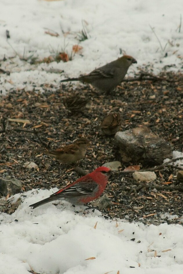 Pine Grosbeak - ML610705606