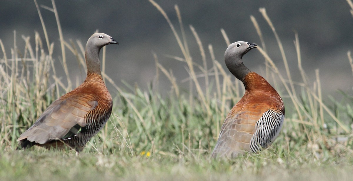 Ashy-headed Goose - Luke Seitz